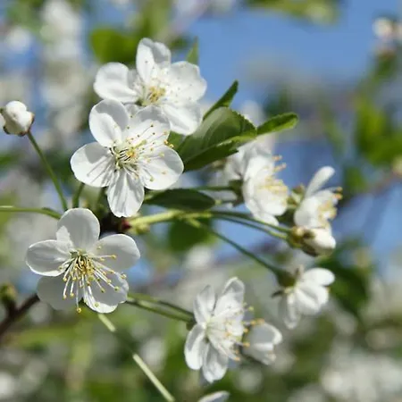 מלון Rhoenhotel Alte Muehle