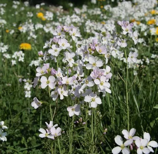 Hotel Rhoenhotel Alte Muehle